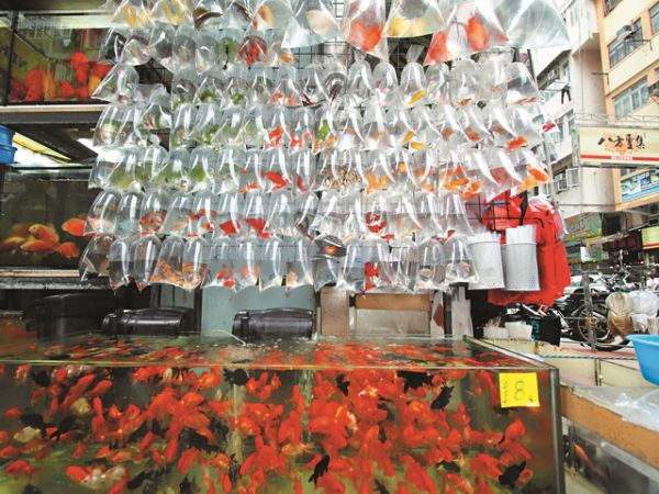 The Best Hong Kong Street Food