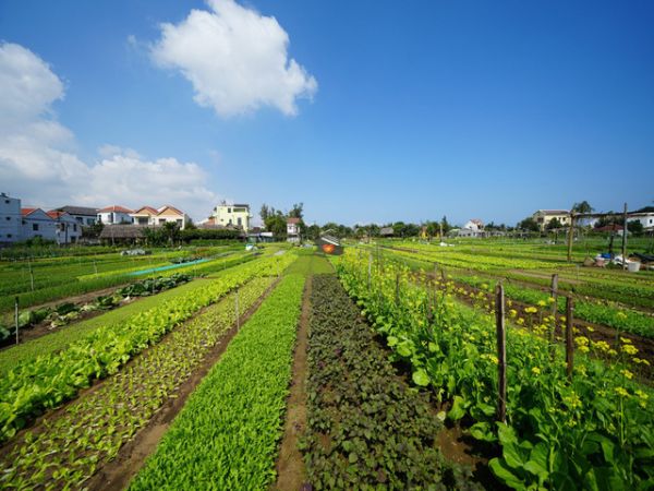 Best Hoi An Eco Cooking Class