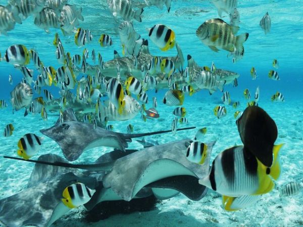 Nha Trang Private Snorkeling Tour At Ray Beach - Ảnh 4