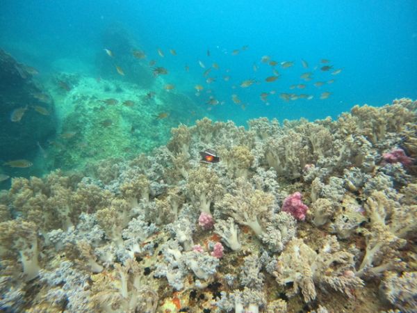 Best spot for scuba diving in Nha Trang Vietnam