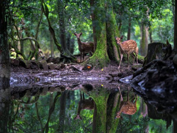 Cuc Phuong National Park Vietnam