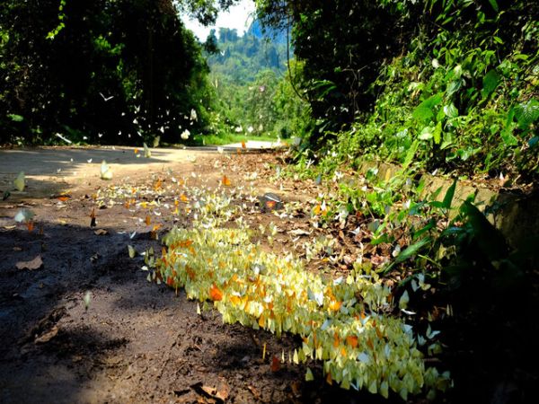 Cuc Phuong National Park Vietnam