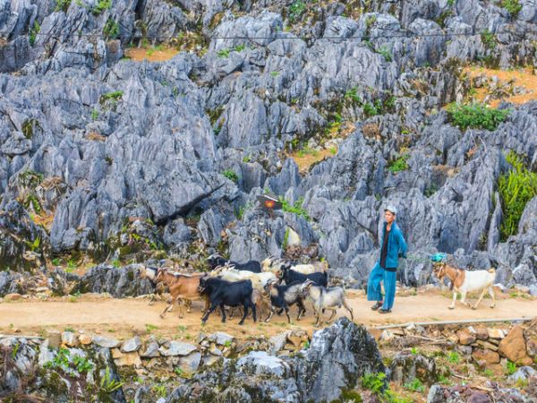 4 Days Ha Giang Loop Tour - Ảnh 4