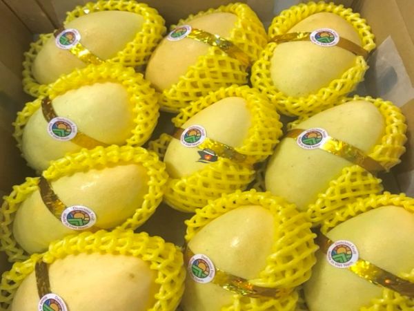Mango Export From Vietnam