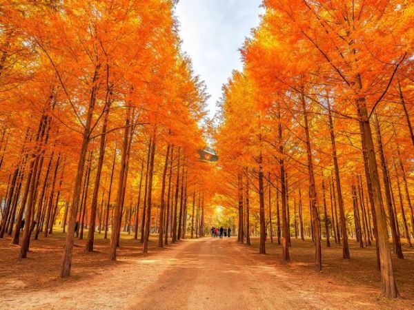 Seoul shore excursions (11)