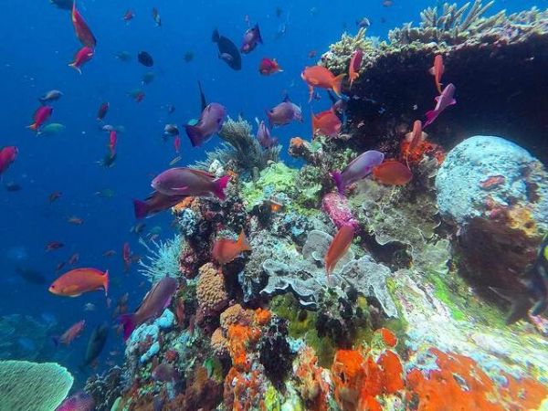 Join Group Fun Dive Tour Nha Trang - Ảnh 2