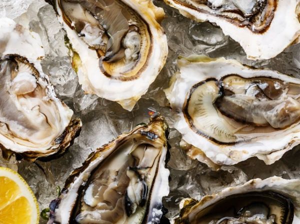 Fresh Oysters